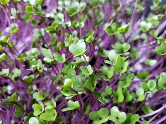 What Are Microgreens?